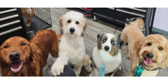 Dogs at Dogville